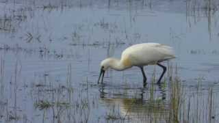 How a Spoonbill eats Lepelaar op Terschelling [upl. by Kirad]