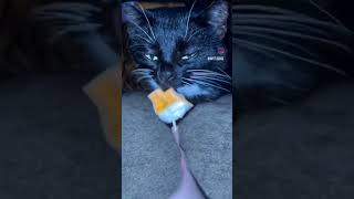 quotcat goes lero leroquot icecream funny genius lerolero [upl. by Ydiarf]