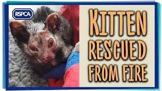 Kitten Rescued from Fire [upl. by Seek262]