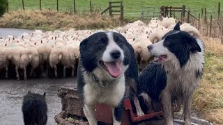 Two brilliant border collies herding sheep [upl. by Radmilla]