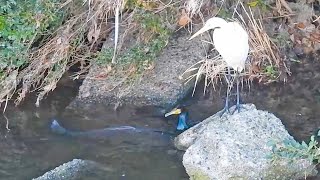 great cormorant eats the whole fish instantly [upl. by Kcirederf]