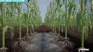 Subsurface Drip Irrigation for Corn [upl. by Koffler]