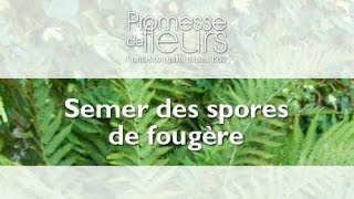 Semer des spores de fougère vidéo pour le jardin [upl. by Atalie300]