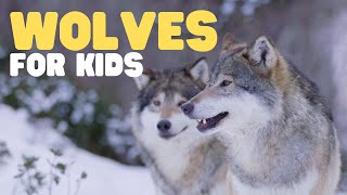 Wolves for Kids  Learn fun facts about this unique mammal [upl. by Yrogreg]