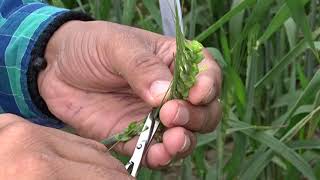 Hybridization Crossing technique Emasculation amp Pollination in wheat Triticum aestivum [upl. by Dian]