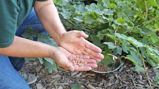 Ten Types of Berries That Can Grow in Utah Zone 6 [upl. by Yrovi457]