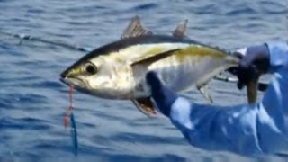 How to Catch Tuna using Butterfly Jigs [upl. by Kcirdorb]