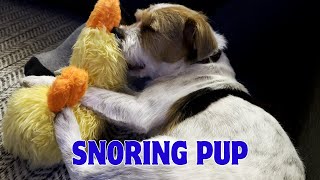 Henry the Jack Russell Terrier Dog Snoring Away [upl. by Bevin]