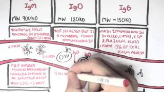 Immunology  Antibodies Function [upl. by Aniwde]