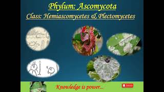 Phylum Ascomycota Part5 Class Hemiascomycetes and Plectomycetes [upl. by Waldner]