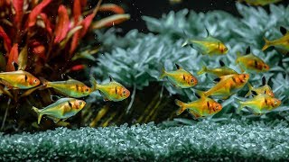 Planted Aquarium  Tetras [upl. by Eiznekcam]