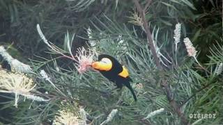 Regent Bowerbird [upl. by Aicilak172]