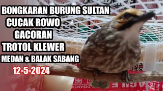 BONGKAR BURUNG SULTAN CUCAK RAWA DAN MURAI BATU 12524 [upl. by Llenrag]