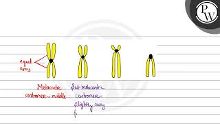 The chromosomes in which centromere are situated close to one end are [upl. by Lipson]