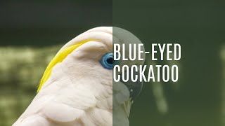 Blue Eyed Cockatoo Cacatua Ophthalmica [upl. by Ardnal]