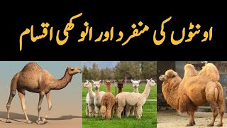 Camels Species found in the World  Dromedary Camel  Bacterian Camel  Llama  Guanaco etc [upl. by Tchao479]