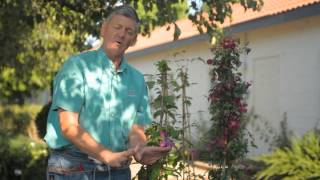 How to Replant Clematis  Garden Savvy [upl. by Ahcarb]