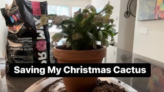 Replacing Soil For My Christmas Cactus [upl. by Buck]