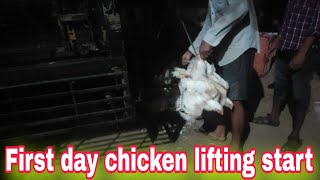 First day chicken lifting start  poultry farm chicken lifting  Brolier farm lifting [upl. by Akinnej]