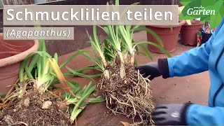 Schmucklilie So teilen Sie Ihren Agapanthus richtig  MDR Garten [upl. by Eadas]