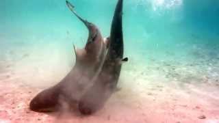 Blacktip Reef sharks mating in lagoon at Misool Eco Resort [upl. by Marucci]