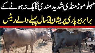 Malumor Mandi Jhang Today  Buffalo Fresh Rates Update  Buffalo Mandi [upl. by Aillil]