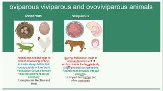 Oviparous Viviparous and Ovoviviparous Animals  Reproduction [upl. by Oinotnanauj395]