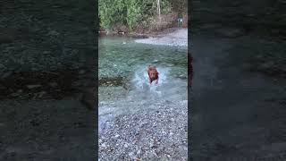 Dog at the lake😊 goldenretriever dog doglife doglover dogvideo shortvideo golden shorts [upl. by Adamec]