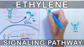 Ethylene Signalling Pathway [upl. by Mandy]