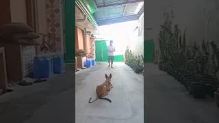 BELGIAN MALINOIS  BASIC OBEDIENCE TRAINING DAY6 shorts doglover dog dogtraining [upl. by Elamef384]