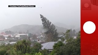 Caught on camera Strong winds uproot giant tree in New Zealand [upl. by Panayiotis]