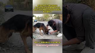 The Stray Dog ​​Begs For Food And Is Driven Away So He Can Only Go To The Garbage Dump To Find [upl. by Sina]