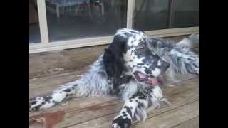 My English Setter Misty [upl. by Netsrak737]