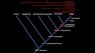 Kladistik Tutorial phylogenetische Systematik [upl. by Jelene889]