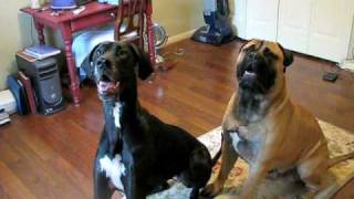 Bullmastiff and Great Dane [upl. by Chicky]