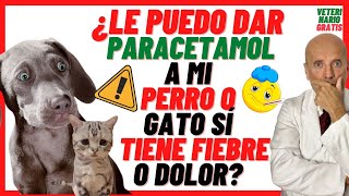 ⚠️ ¿LE PUEDO DAR PARACETAMOL A MI PERRO O GATO SI TIENE FIEBRE o DOLOR ⚠️ [upl. by Tiffa596]