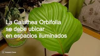 Curiosidades de la Planta Calathea Orbifolia [upl. by Ennyroc]