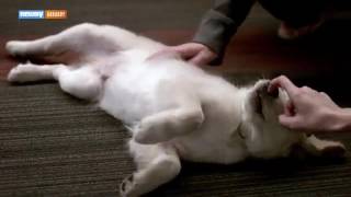 GoDaddy Pulls Controversial Puppy Commercial Amid Backlash [upl. by Dielu276]