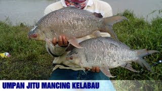 7 Umpan Mancing Ikan Hara Kelabau Paling Ampuh [upl. by Innob]