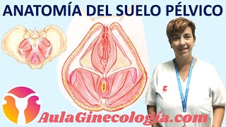 ANATOMÍA DEL SUELO PÉLVICO PELVIS ÓSEA MUSCULATURA  Ginecología y Obstetricia [upl. by Inaflahk]