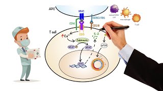 Immunosuppressant Drugs Part 2 Classification and Mode of Action of Immunosuppressant Drugs [upl. by Maynard218]