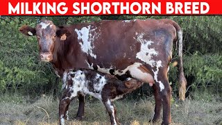 ⭕ Milking Shorthorn Breed ✅ Dairy Cows [upl. by Lanoil]