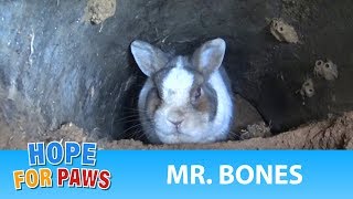 A rescue at the cemetery reveals a beautiful bunny under a grave wildlife [upl. by Ross]