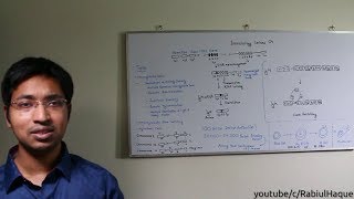 Immunology Lecture 04 Antibodies Part 2 HD Somatic Recombination amp Class Switching [upl. by Shepperd]