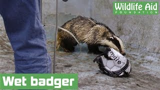 Badgers fall into swimming pool [upl. by Ainuj]