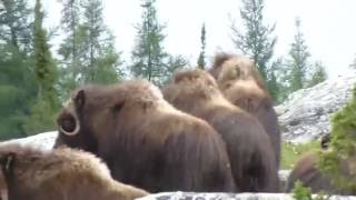 Nos beaux boeufs musqués à Kuujjuaq [upl. by Wernda]