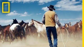 Wrangling Wild Horses in the Mountains of Montana  Short Film Showcase [upl. by Yerkovich544]