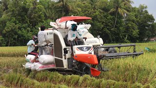 SANGAT CEPAT MESIN PANEN PADI KUBOTA DC 70 PLUS DI LAHAN BASAH  TRAKTOR SAWAH [upl. by Naveb]