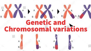 Genetic and chromosomal variations ploidy euploidy aneuploidy [upl. by Ademordna]