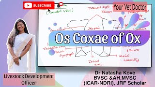 Os Coxae of Ox Veterinary Anatomy Your Vet Doctor veterinaryscience bvscah [upl. by Aicirt618]